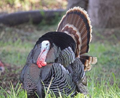 Gallinaceous Birds