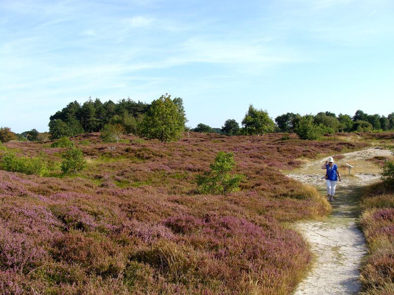 CUXHAVEN SAHLENBURG DUNER HEIDE 16