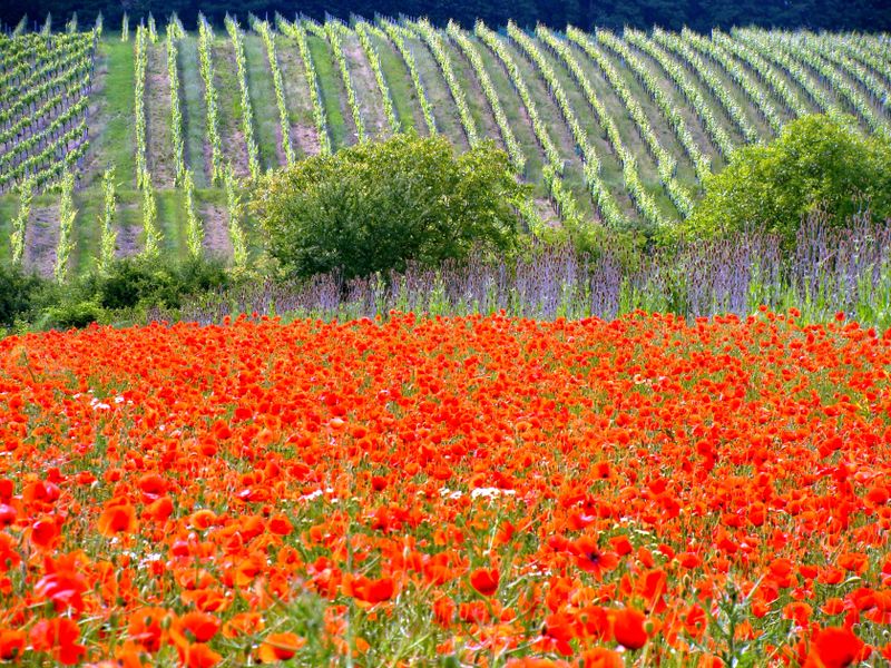 Mohnblumen Teppich