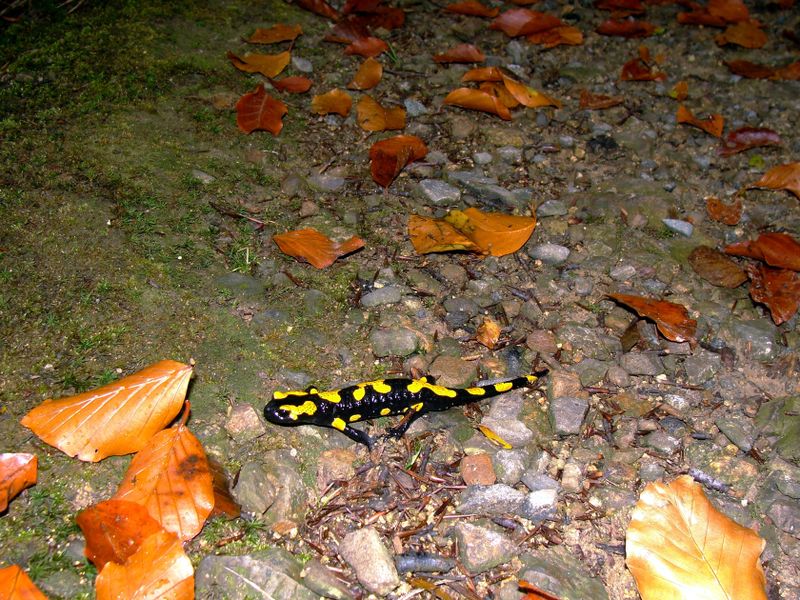 Feuersalamander
