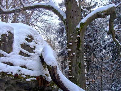 Felsenlabyrinth_Langenhennersdorf_Sachsen 3