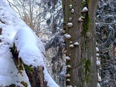Felsenlabyrinth_Langenhennersdorf_Sachsen 4