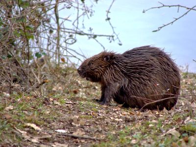 The BEAVER