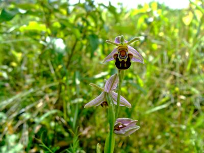 Bienen-Ragwurz