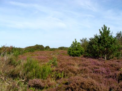CUXHAVEN SAHLENBURG DUNER HEIDE 8