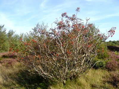 CUXHAVEN SAHLENBURG DUNER HEIDE 12