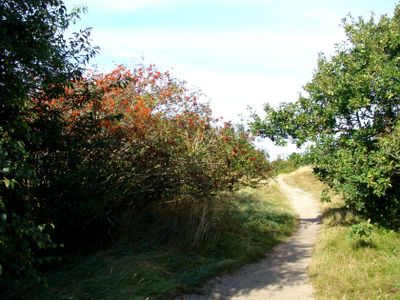 CUXHAVEN SAHLENBURG DUNER HEIDE 13