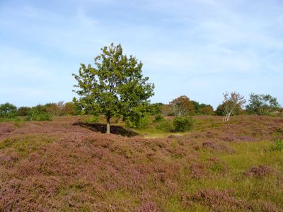 CUXHAVEN SAHLENBURG DUNER HEIDE 17