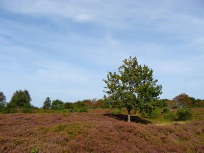 CUXHAVEN SAHLENBURG DUNER HEIDE 18