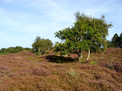 CUXHAVEN SAHLENBURG DUNER HEIDE 19