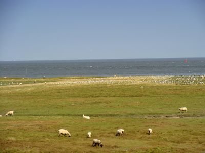 CUXHAVEN ALTENBRUCHER ELBDEICH DICKE BERTA 5
