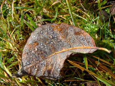 Blatt Diamanten