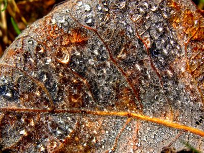 Blatt Diamanten 