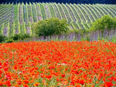 sulzfeld_am_main_unterfranken_germany
