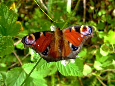 bad_harzburg_harz