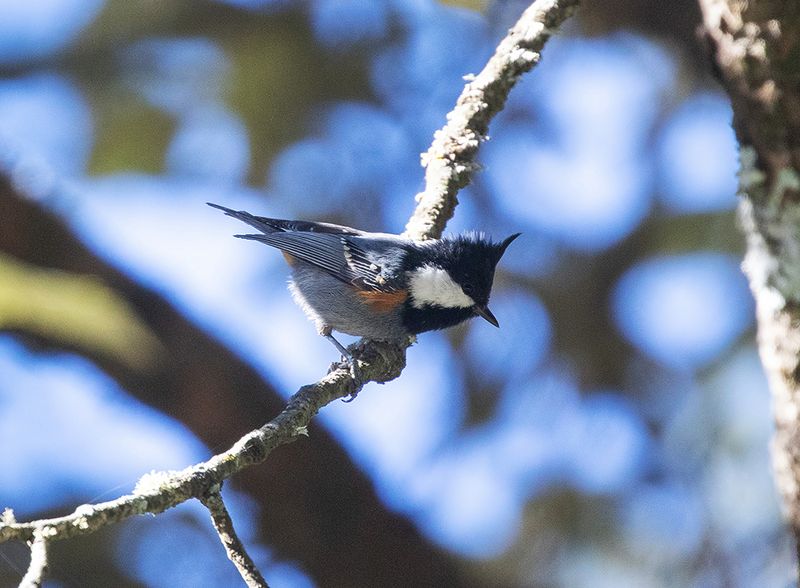 Black crested Tit