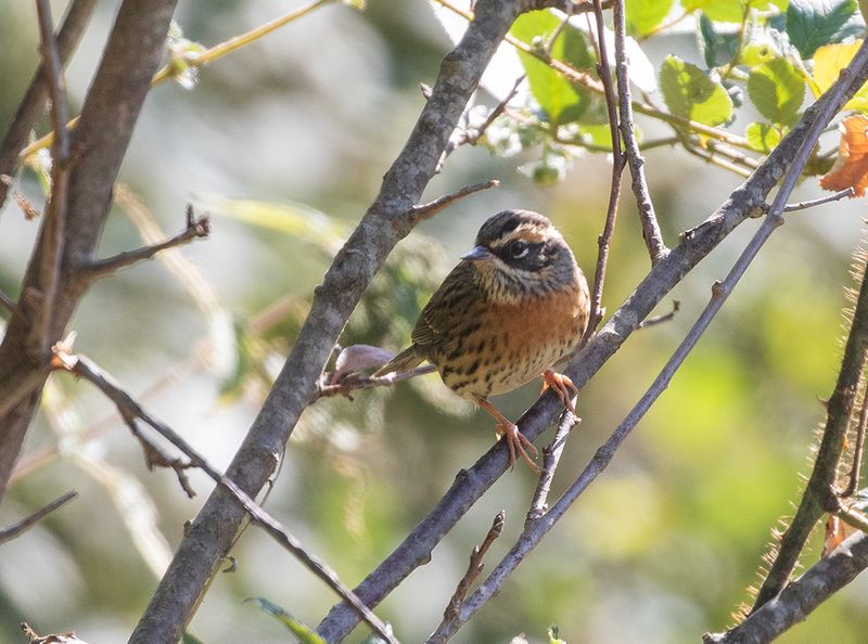 Rufous-breasted Accentor