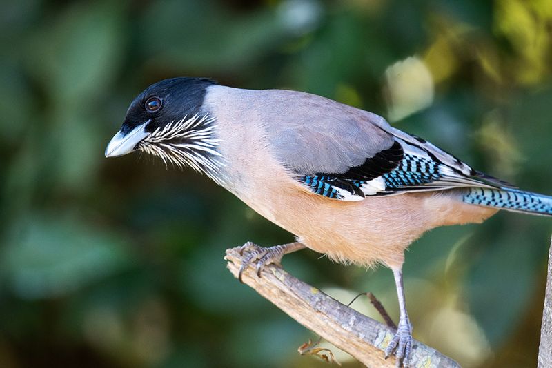 Black-headed Jay