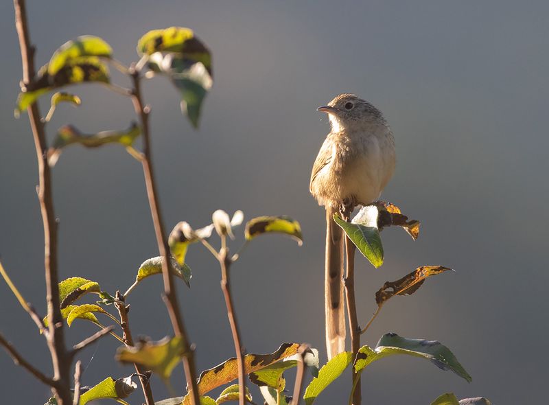 Himalayan Prinia