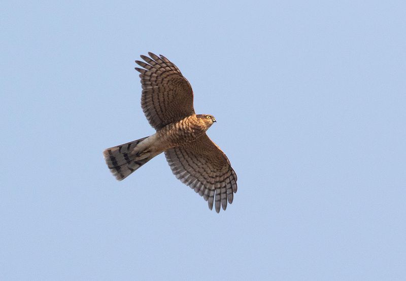 Eurasian Sparrowhawk
