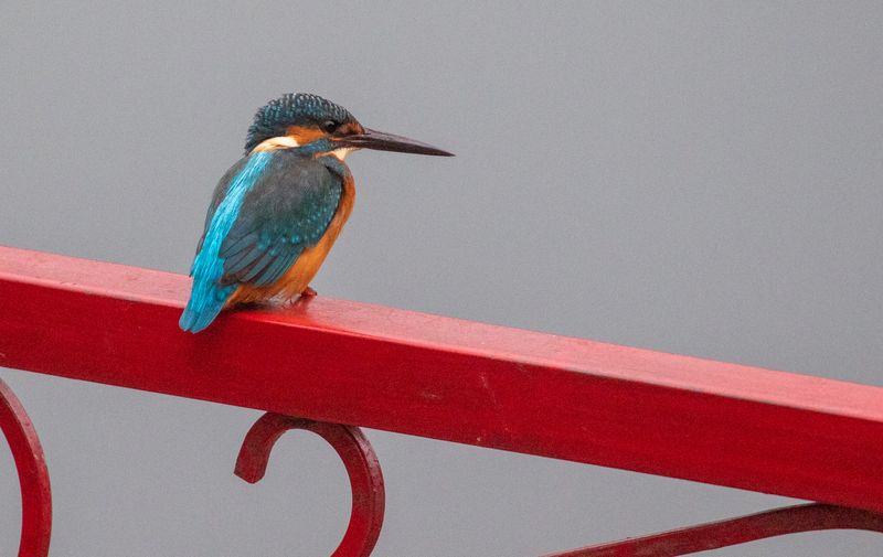 Common Kingfisher