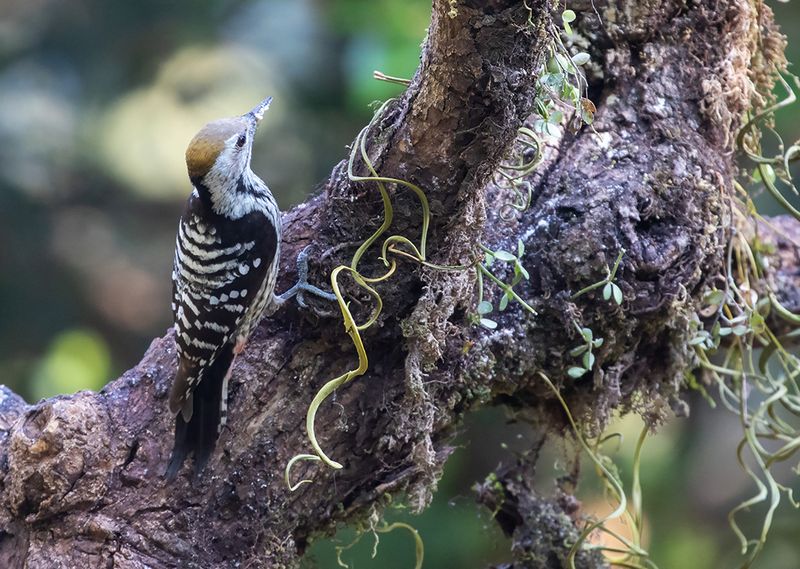 Brown-fronted Woodpecker