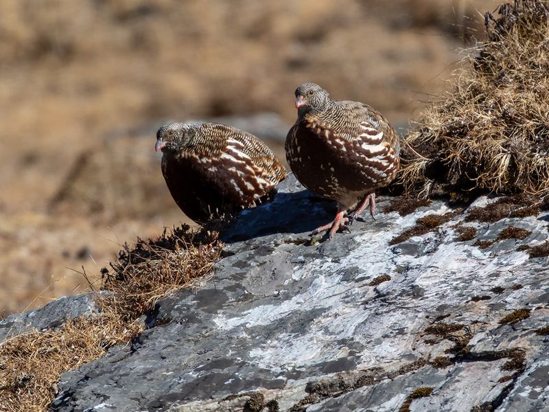 Snow Partridge