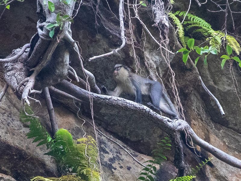 Campbells Monkey