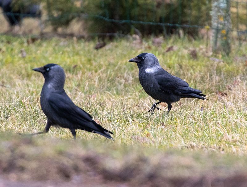 Russian Jackdaw