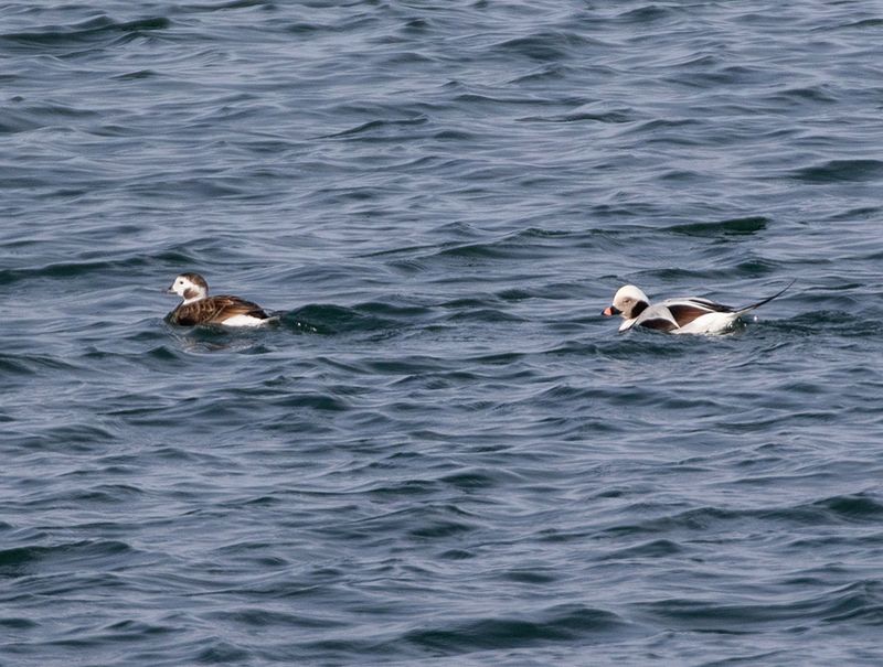 Long-tailed Duck