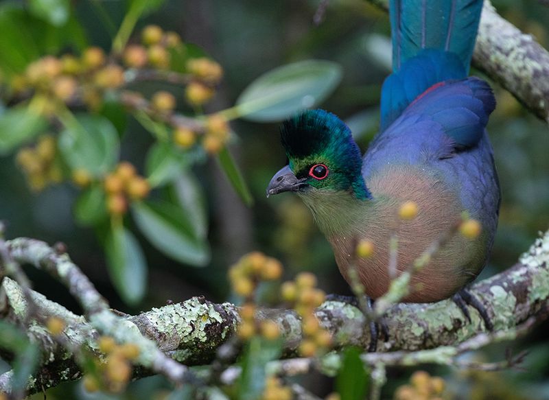 Purple-crested Turaco
