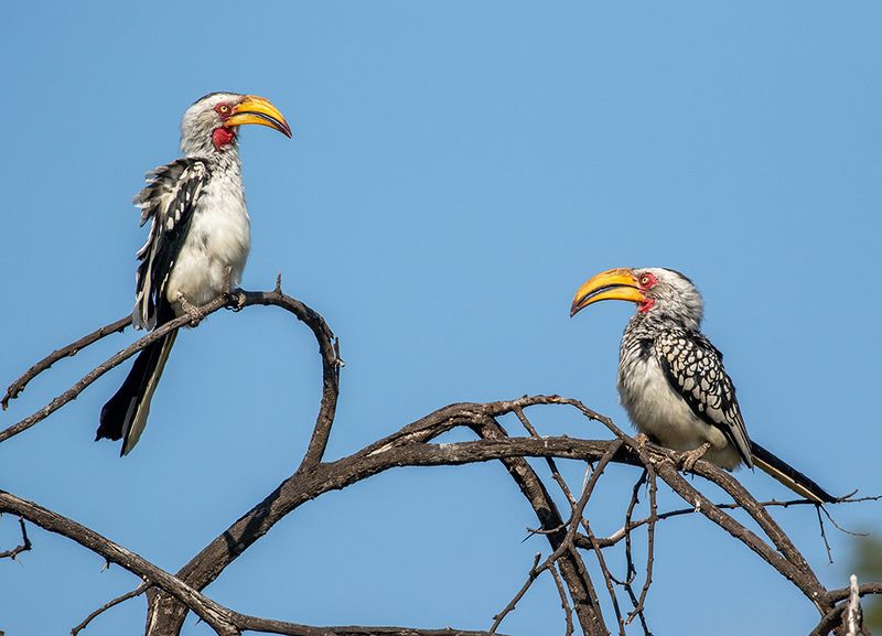 Southern Yellow-billed Hornbill