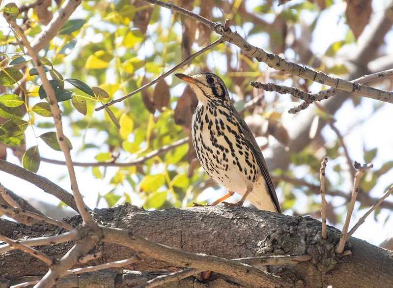 Groundscraper Thrush