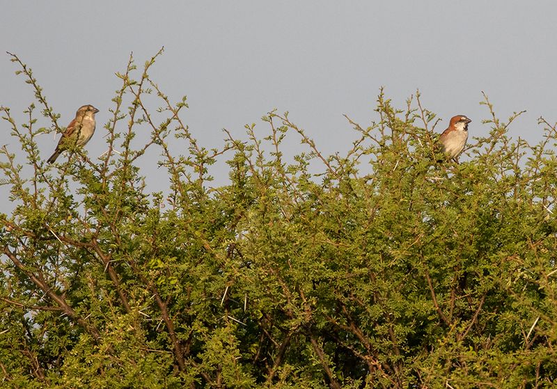 Great Rufous Sparrow
