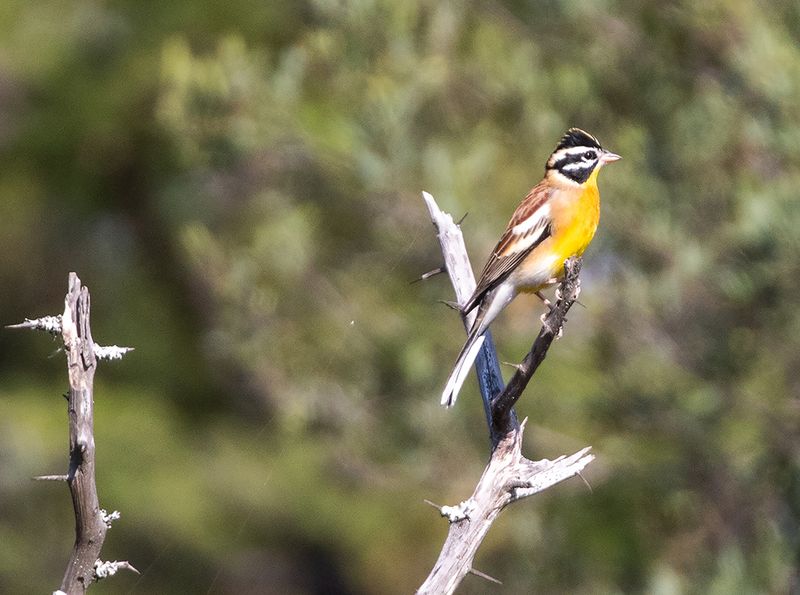 Golden-breasted Bunting