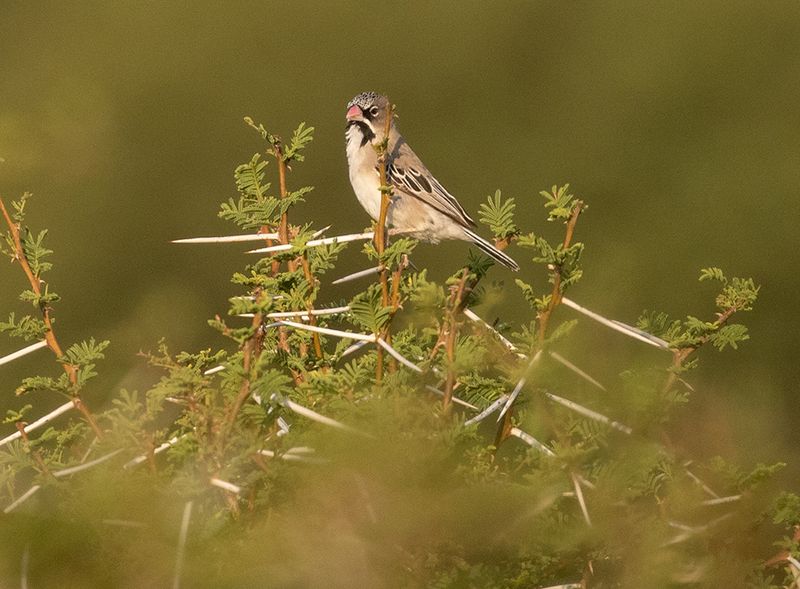 Scaly-feathered Weaver