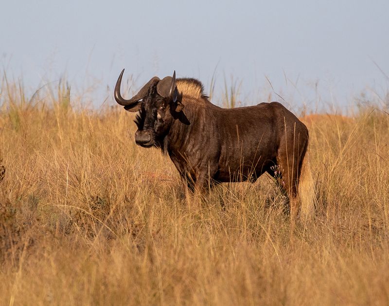 Black Wildebeest