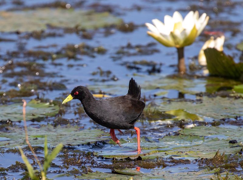 Black Crake