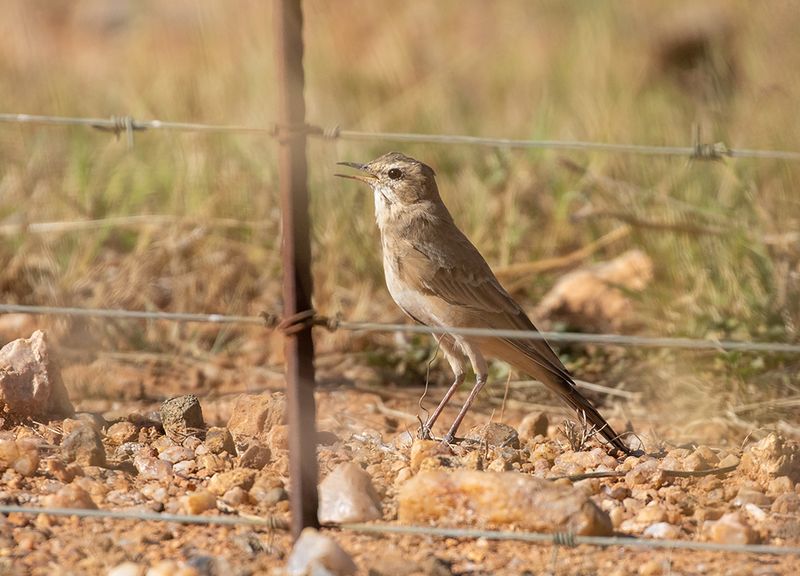 Buffy Pipit