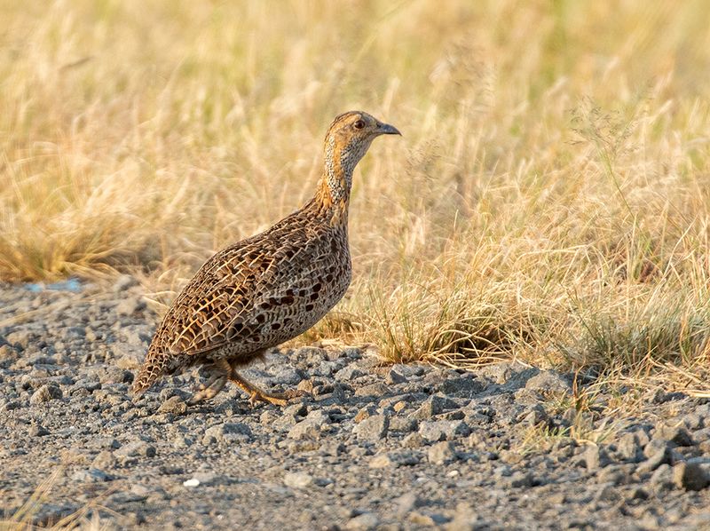 Grey-winged Francolin