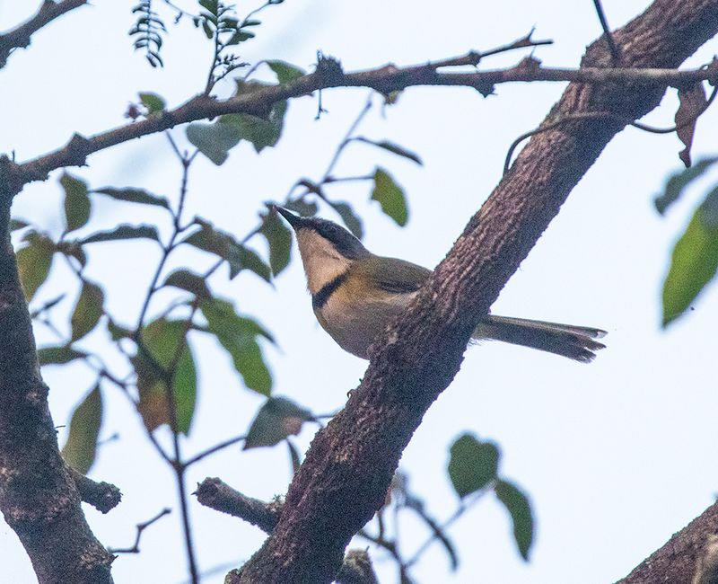 Rudds Apalis