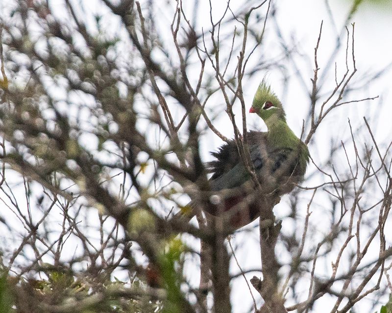 Livingstones Turaco