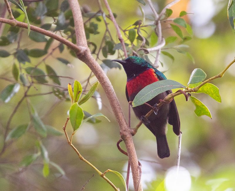 Neergaards Sunbird
