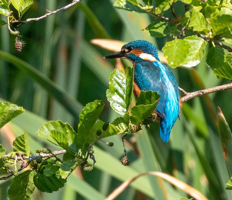 Kingfisher