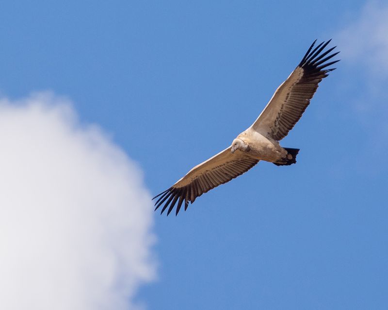 Cape Vulture