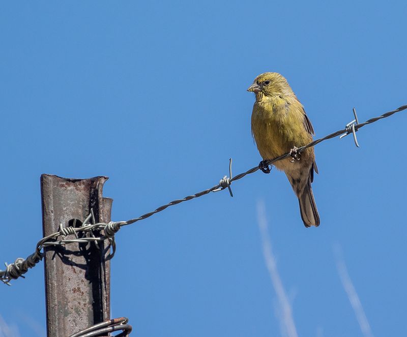 Drakensberg Siskin