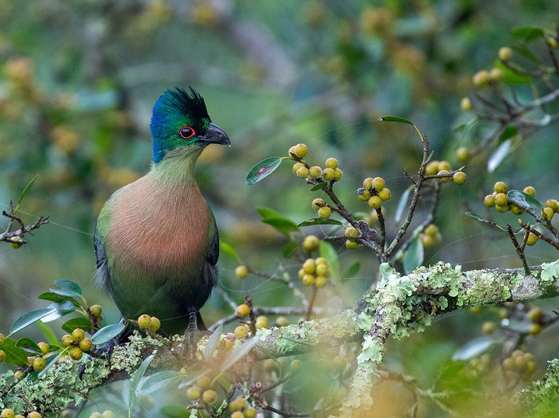 Purple-crested Turaco