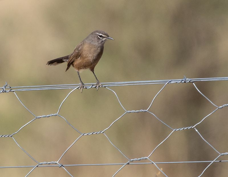 Karoo Scrub-Robin