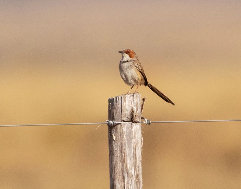 Rufous-eared Warbler