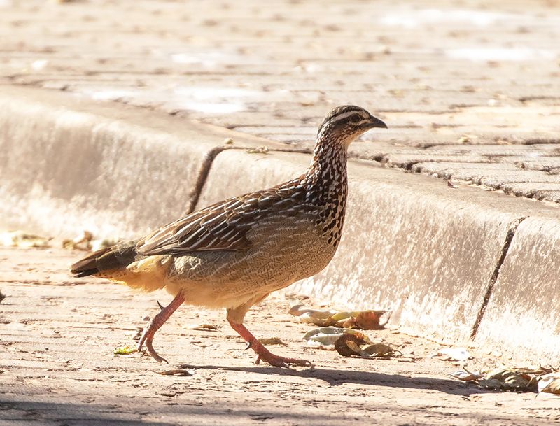 Crested Francolin